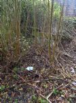 �30,000 Salford Community Forest Garden